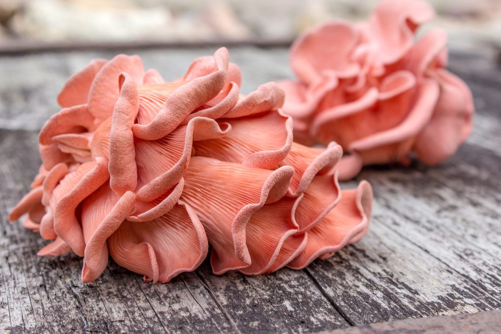 Pink Oyster Mushroom