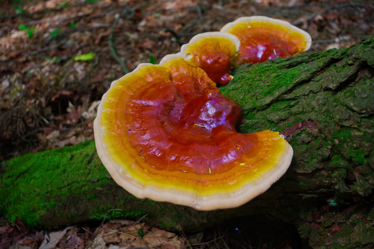Reishi Mushroom growing on a Hemlock tree in the forest