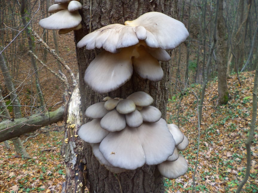 Oyster mushrooms