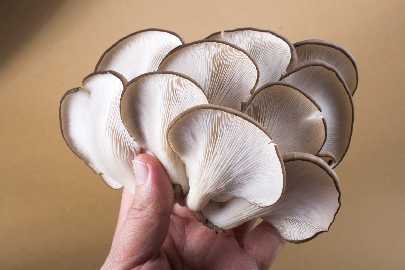 Oyster mushroom or Pleurotus ostreatus mushroom