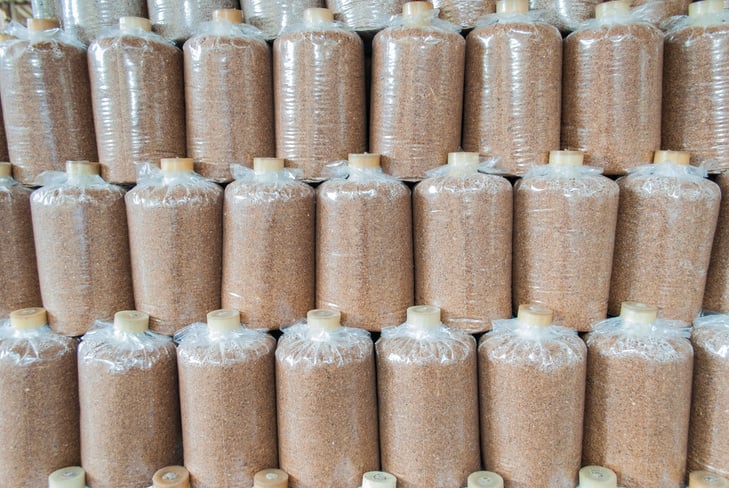 Infected mushrooms bag at mushroom farm, Thailand.