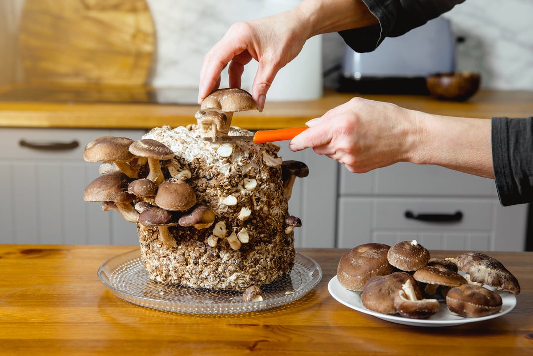 Shiitake mushrooms, Lentinula edodes growing kit in home kit