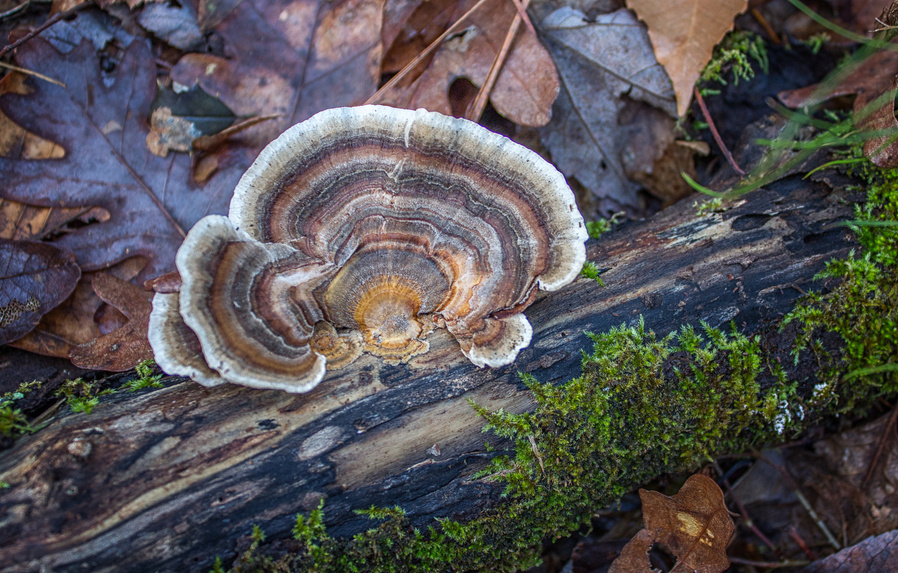 Turkey Tail Mushroom