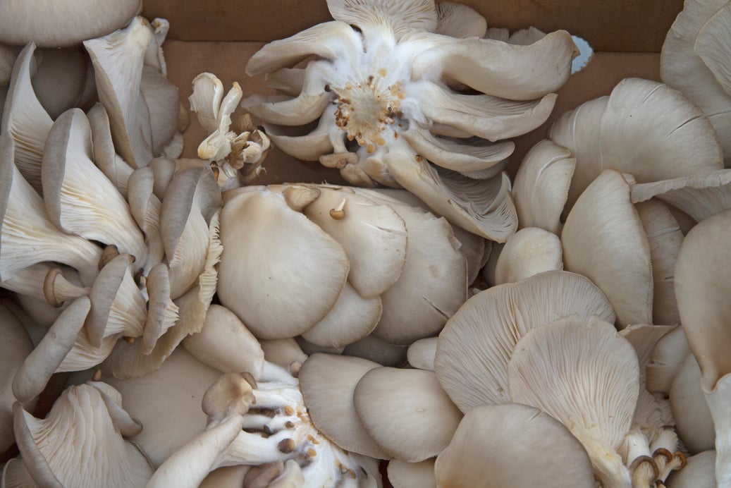 Oyster mushrooms